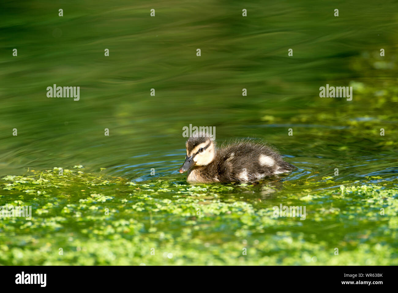 Canard colvert, canard (Anas plathyrhynchos), France Banque D'Images