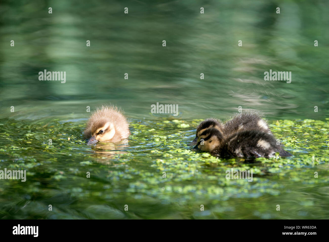 Petit Canard colvert, Anas plathyrhynchos (manger), France Banque D'Images