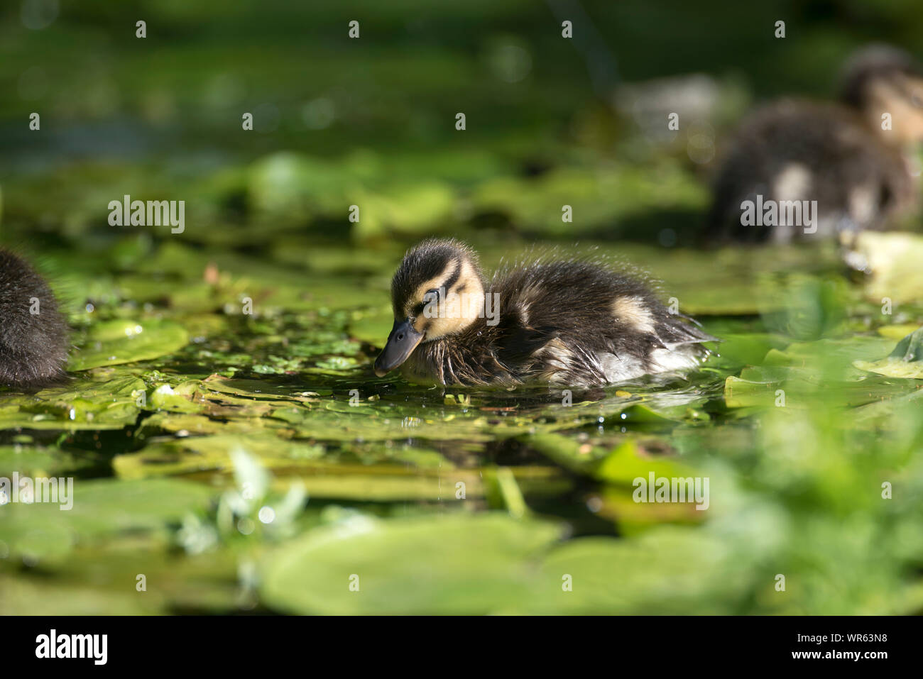 Canard colvert, canard (Anas plathyrhynchos), France Banque D'Images