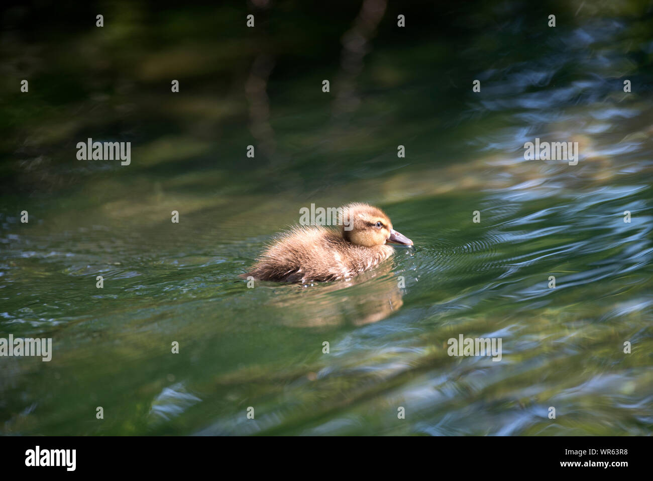 Canard colvert, canard (Anas plathyrhynchos), France Banque D'Images