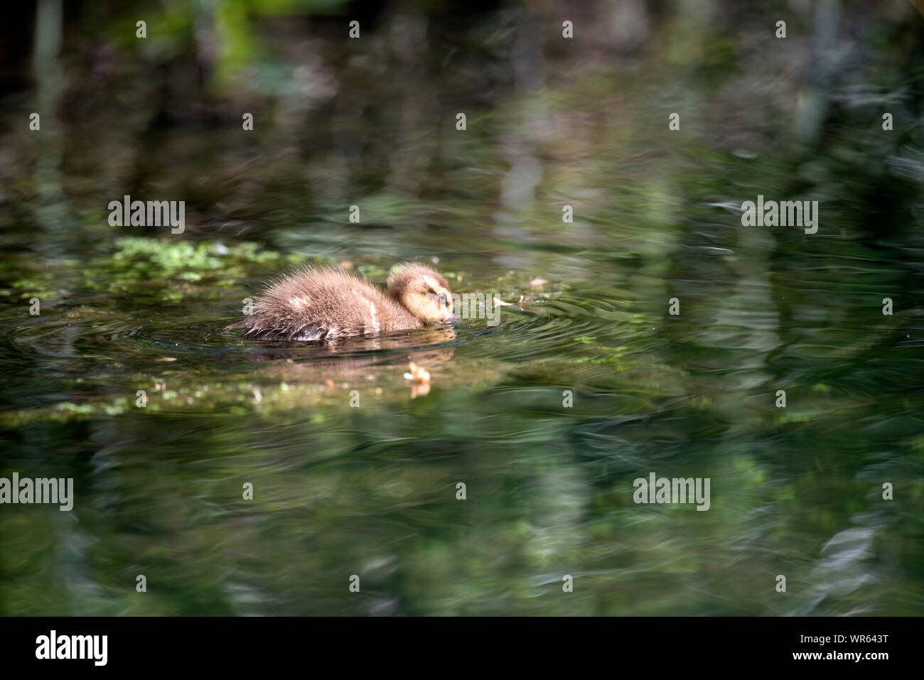 Canard colvert, canard (Anas plathyrhynchos), France Banque D'Images