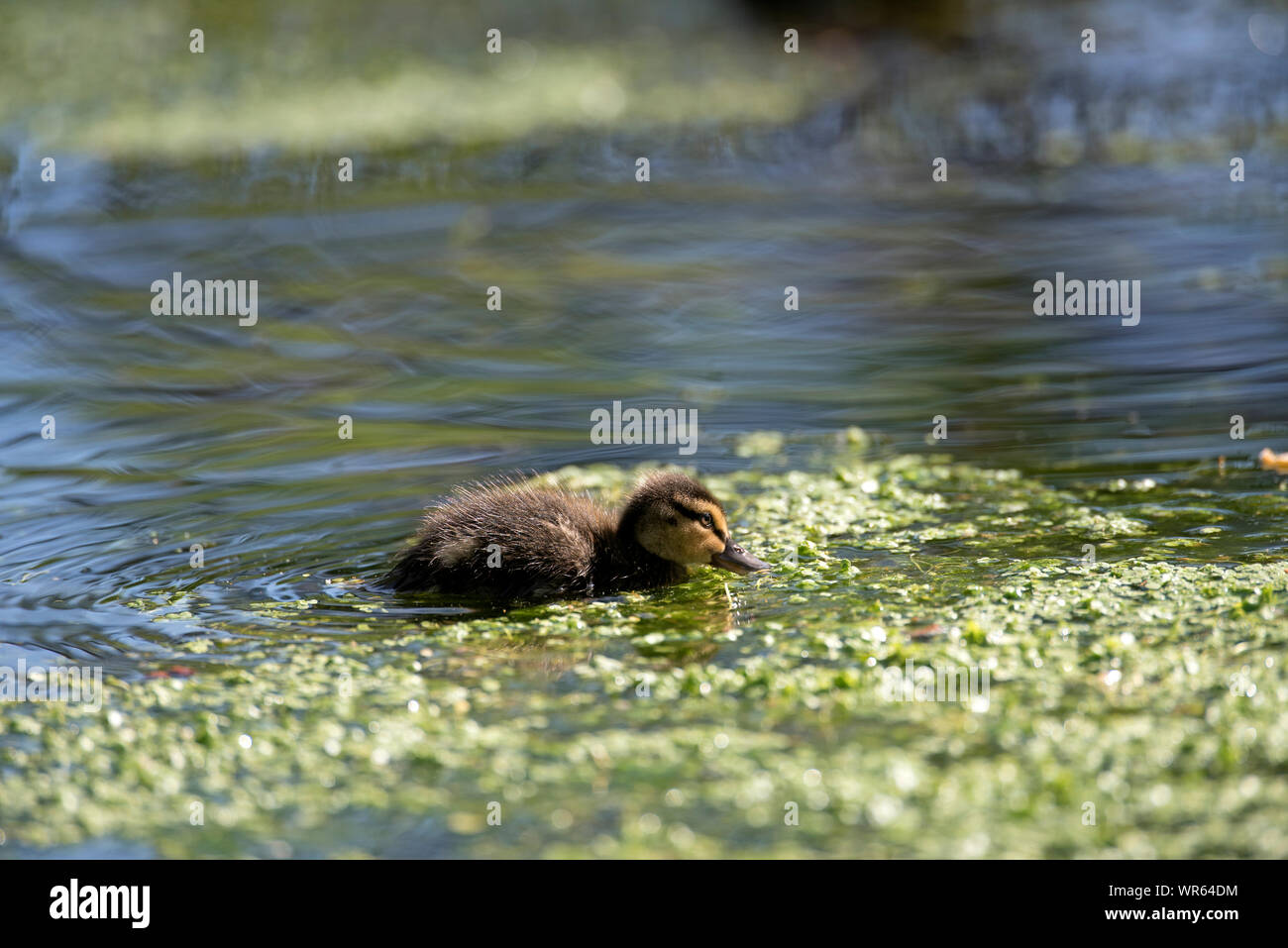 Canard colvert, canard (Anas plathyrhynchos), France Banque D'Images