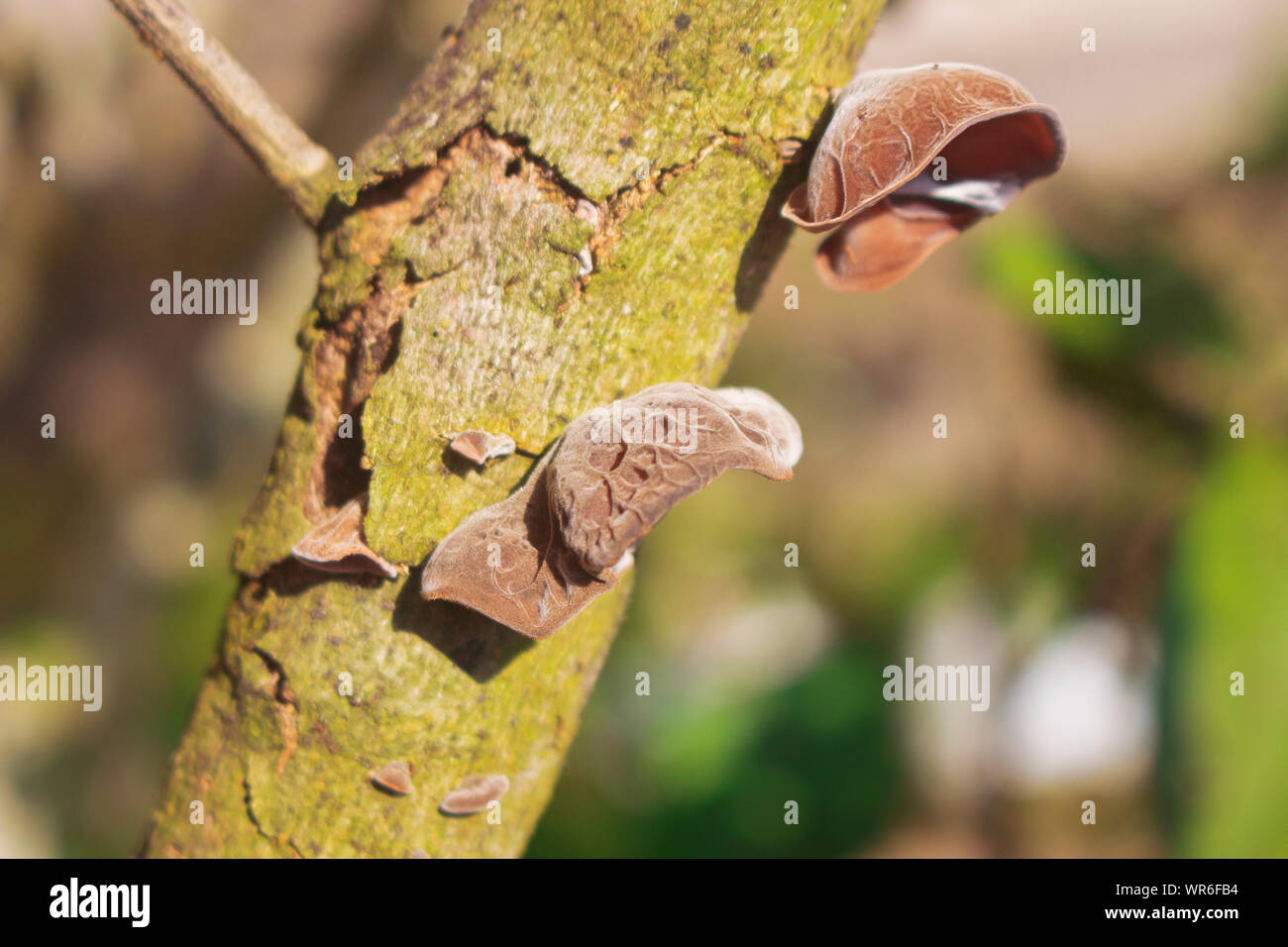 Champignons oreille marron Stick sur l'ancienne usine à sec Banque D'Images