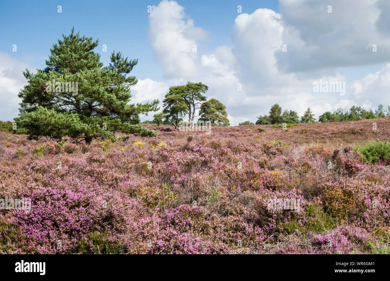 Heather en fleurs à Morden, réserve naturelle nationale de la tourbière forestière Wareham, Dorset, England, UK. Banque D'Images