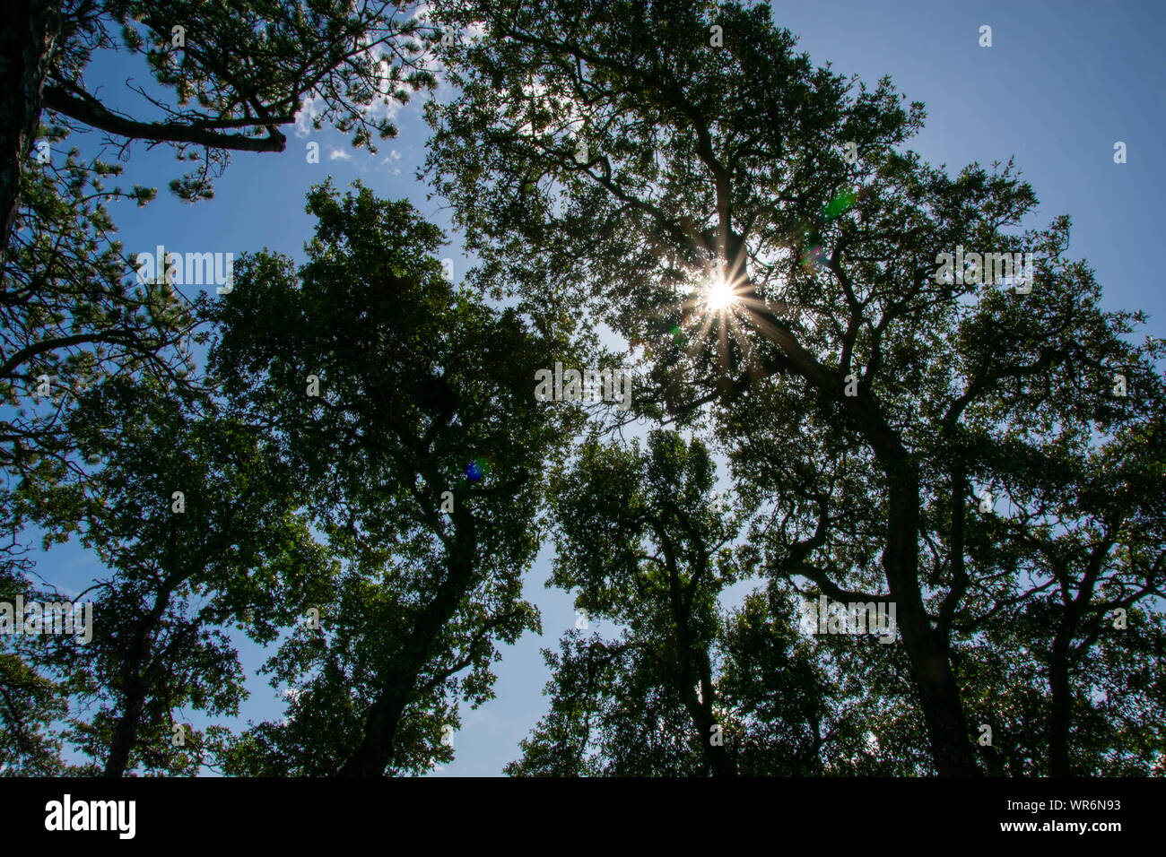 Lumière brillant à travers les arbres de la création d'une torche de lumière Banque D'Images