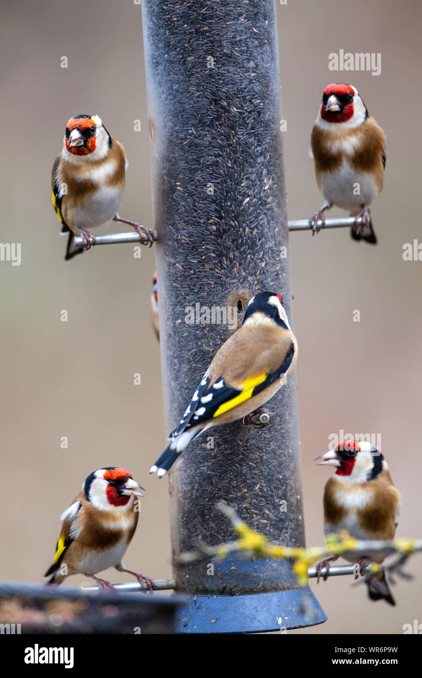 Un charme de goldfinch Carduelis carduelis se rassembler sur un jardin contenant des graines de niger du convoyeur Banque D'Images