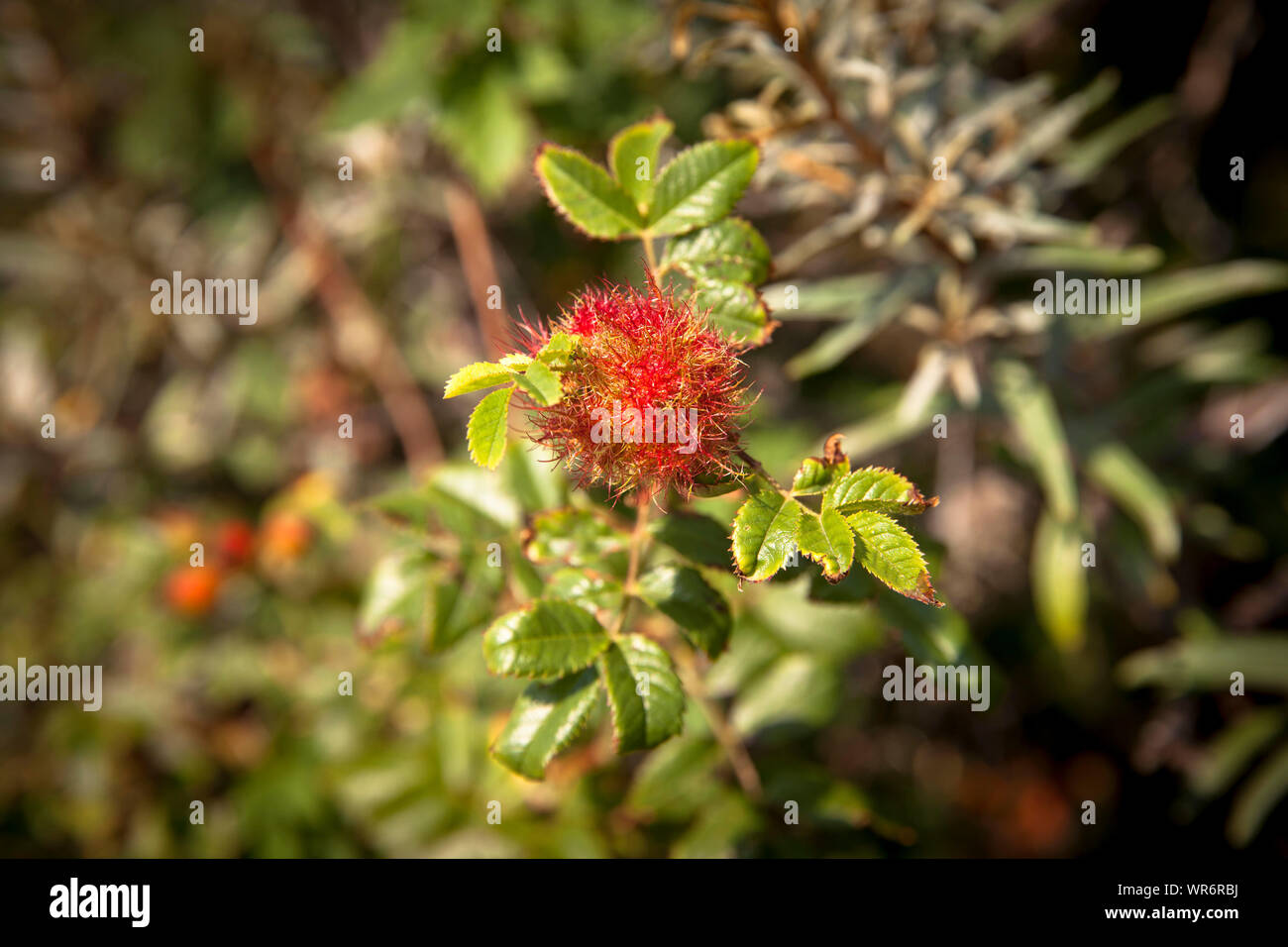 Gall de la rose gall wasp dans la réserve naturelle de Manteling près d'Oostkapelle sur Walcheren, Zélande, Pays-Bas. Galle der Natur im Rosen-Gallwespe Banque D'Images