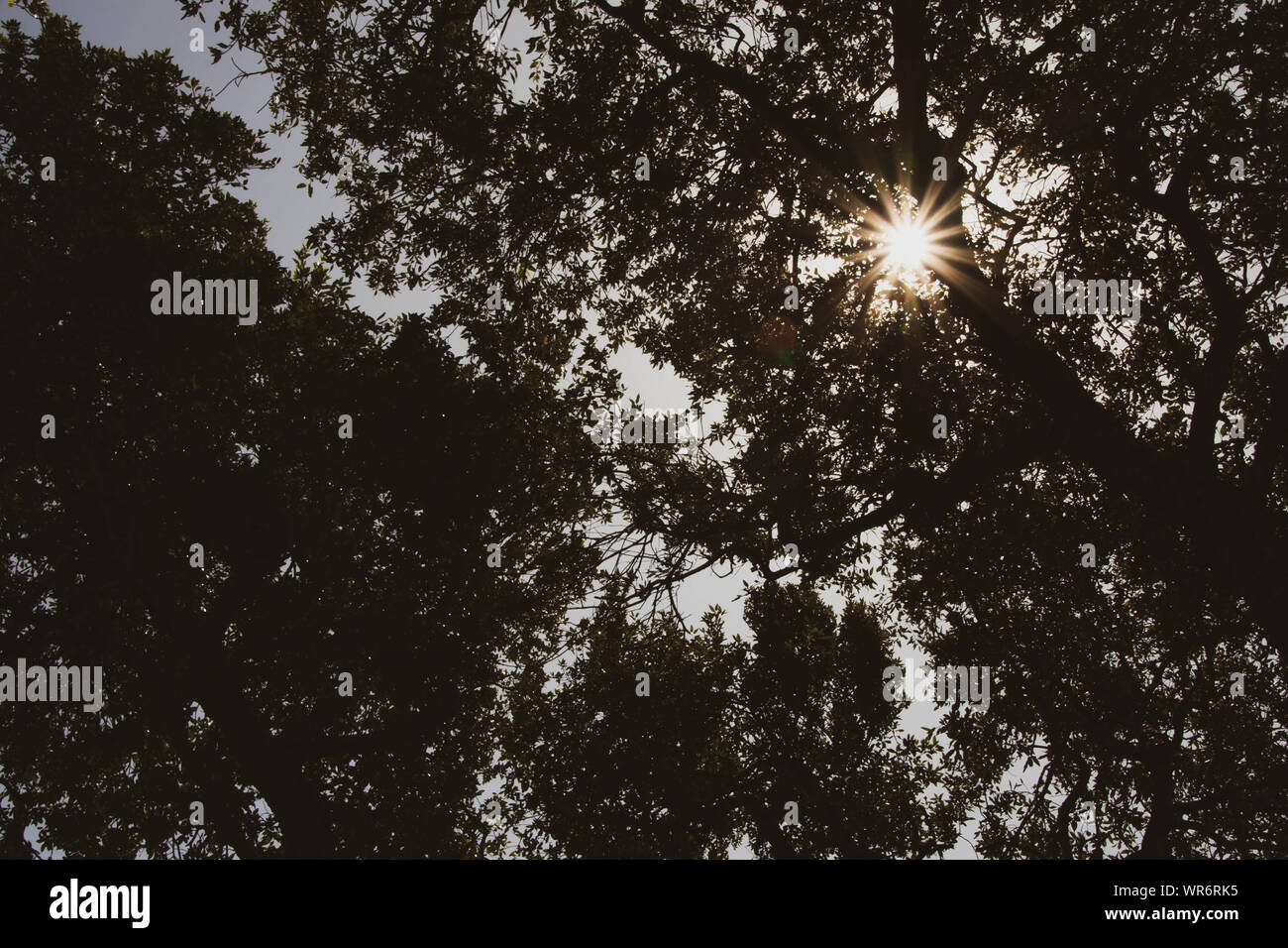 Sun shining through the tree tops Banque D'Images