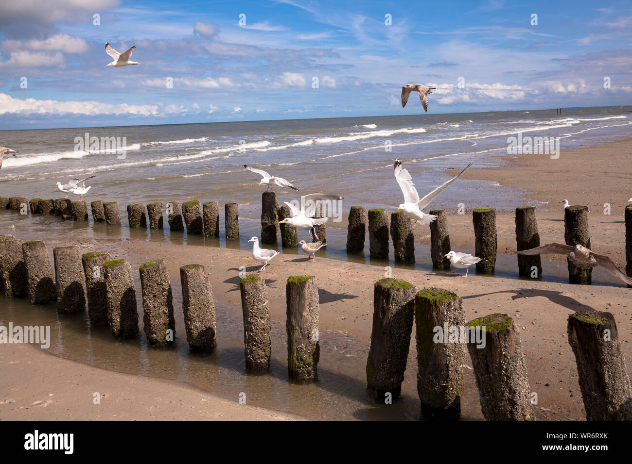 Aine à la plage de Domburg sur la presqu'île de Walcheren, Zélande, Pays-Bas. Buhne am Strand von Domburg Walcheren auf, Zélande, Pays-Bas. Banque D'Images