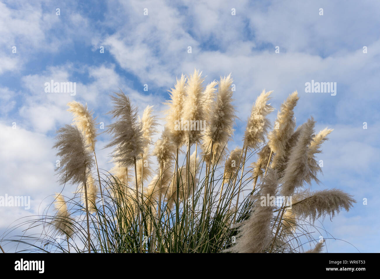 Les chefs de l'herbe de la Pampa blanche contre un ciel bleu poussant dans un jardin de devant, UK Banque D'Images