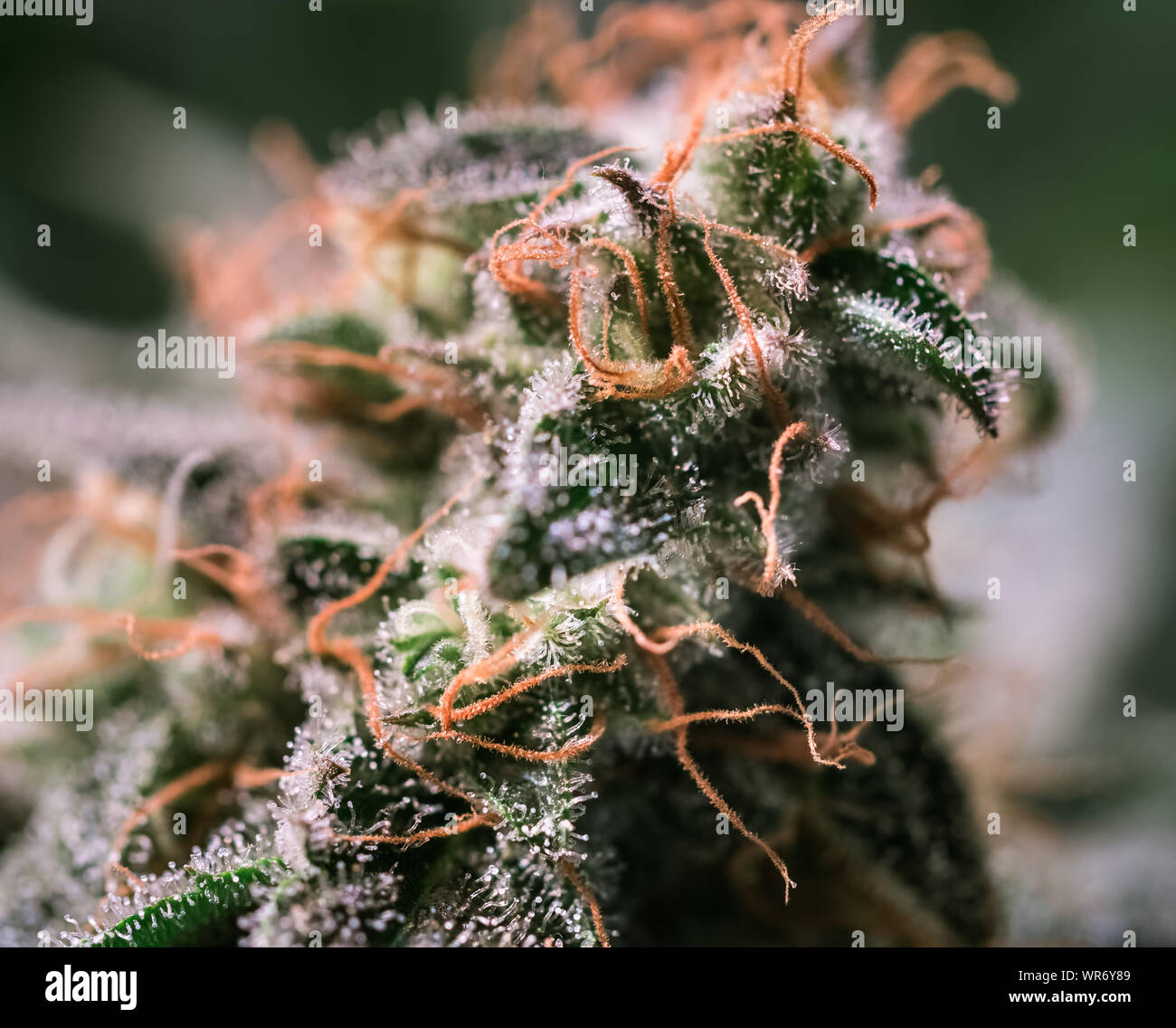Plante de cannabis HDR Fleurs Banque D'Images