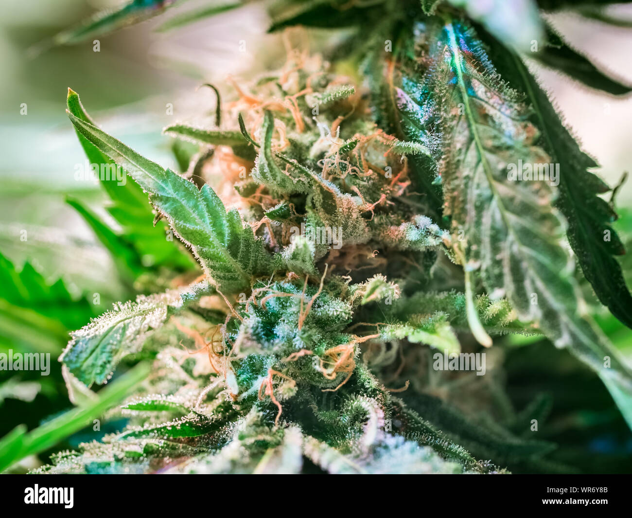 Plante de cannabis HDR Fleurs Banque D'Images