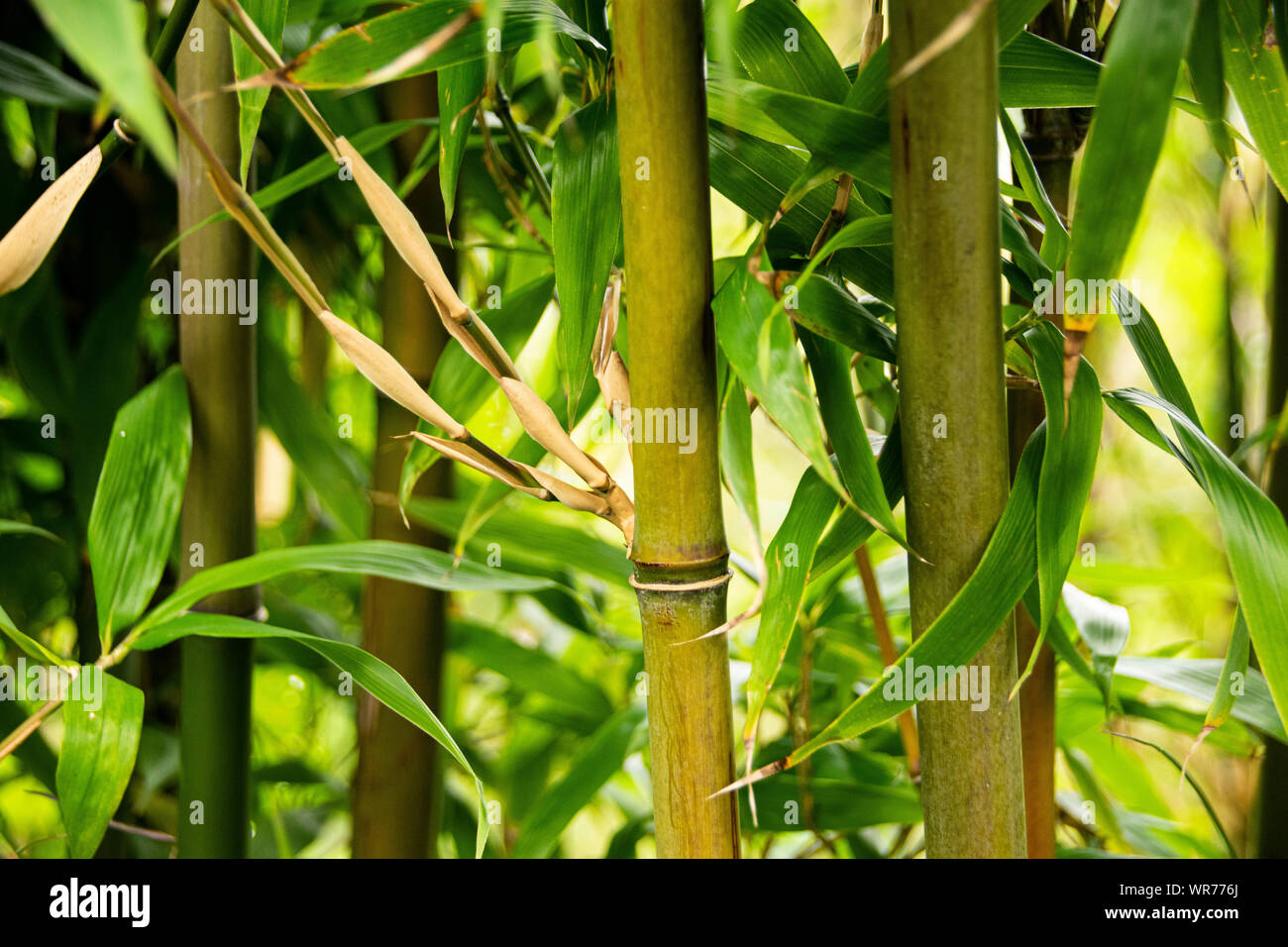 Close up of green les tiges et les feuilles de bambou Banque D'Images