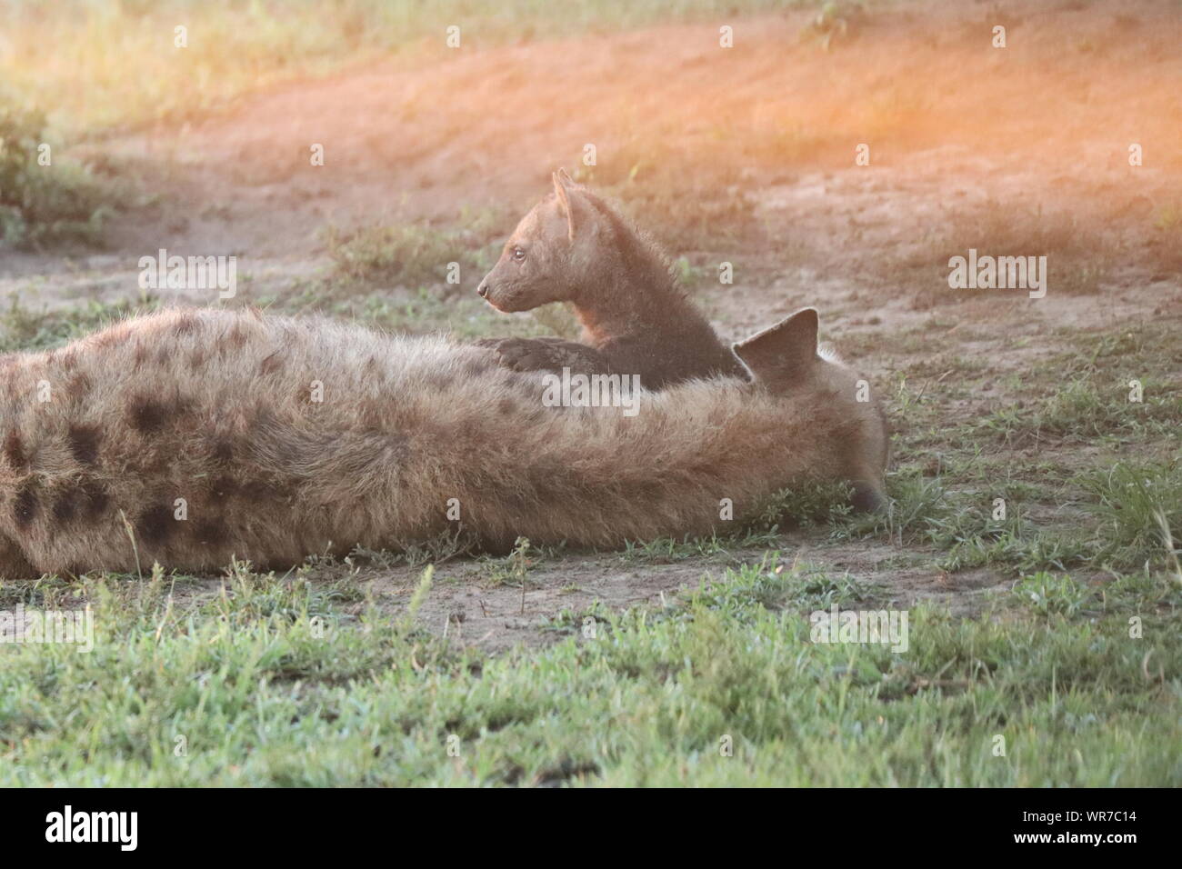 L'Hyène tachetée (Crocuta crocuta) reposant sur le cou de sa maman, Parc National de Masai Mara, Kenya. Banque D'Images
