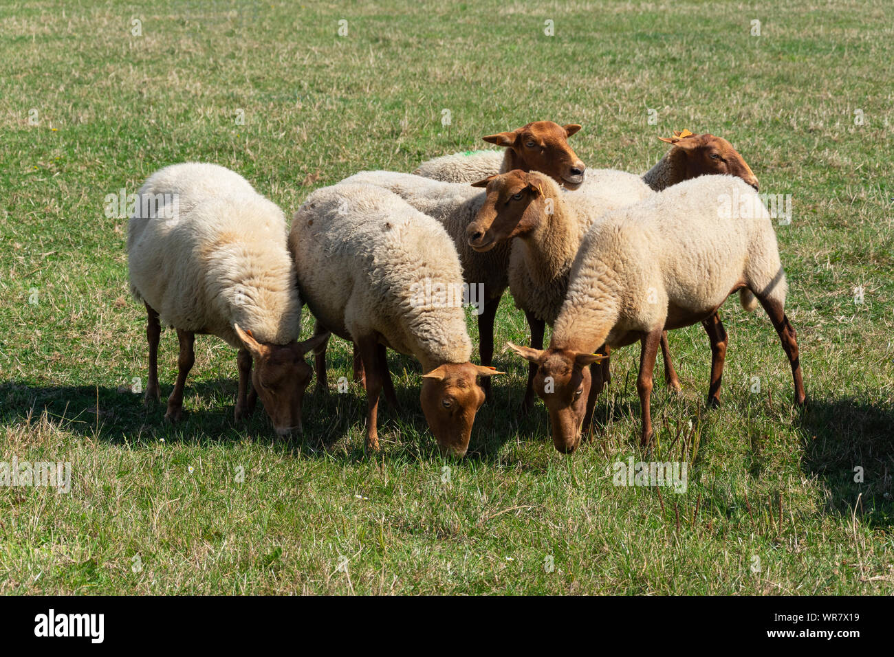 La race belge appelé voskop forêts ardennaises. Les forêts ardennaises voskop est un mouton de taille moyenne avec une impression majestueuse et robuste Banque D'Images