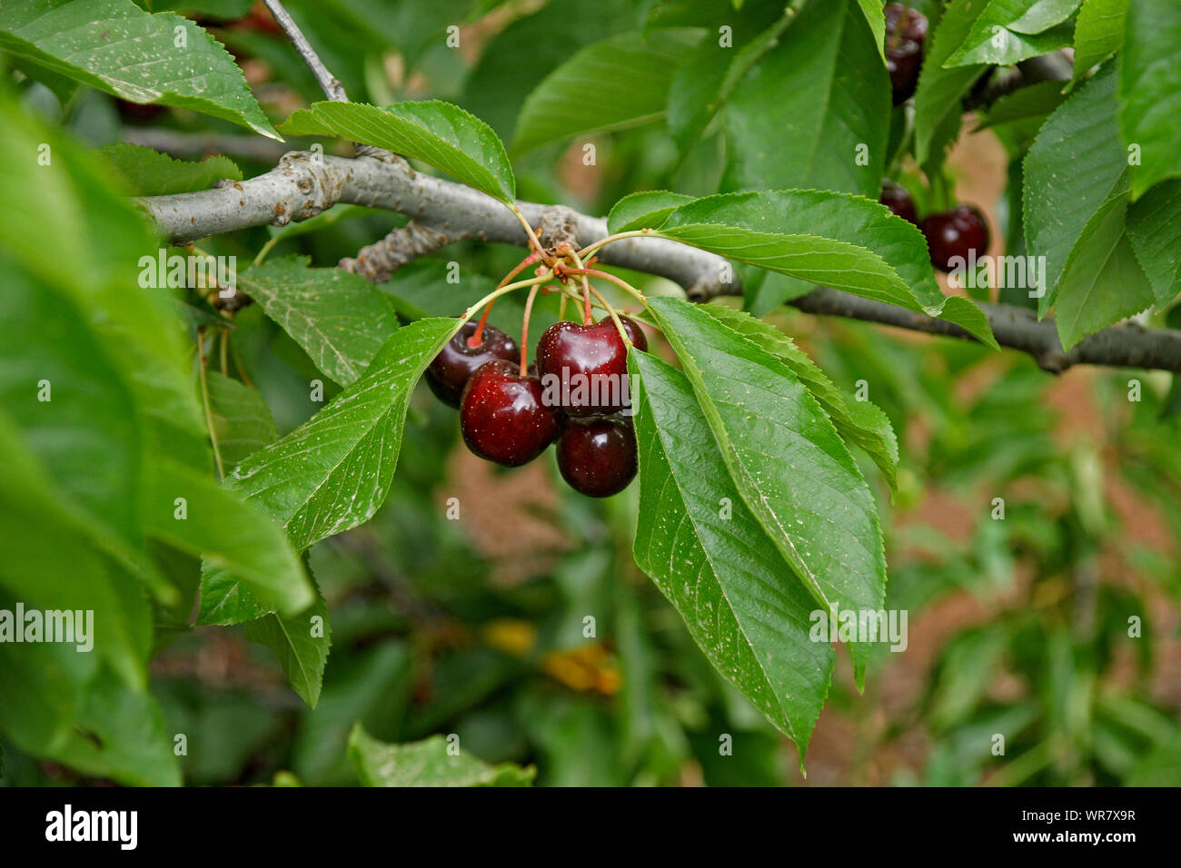 Cherry picking auto photographié plantation au Moshav Odem, Hauteurs du Golan, Israël Banque D'Images