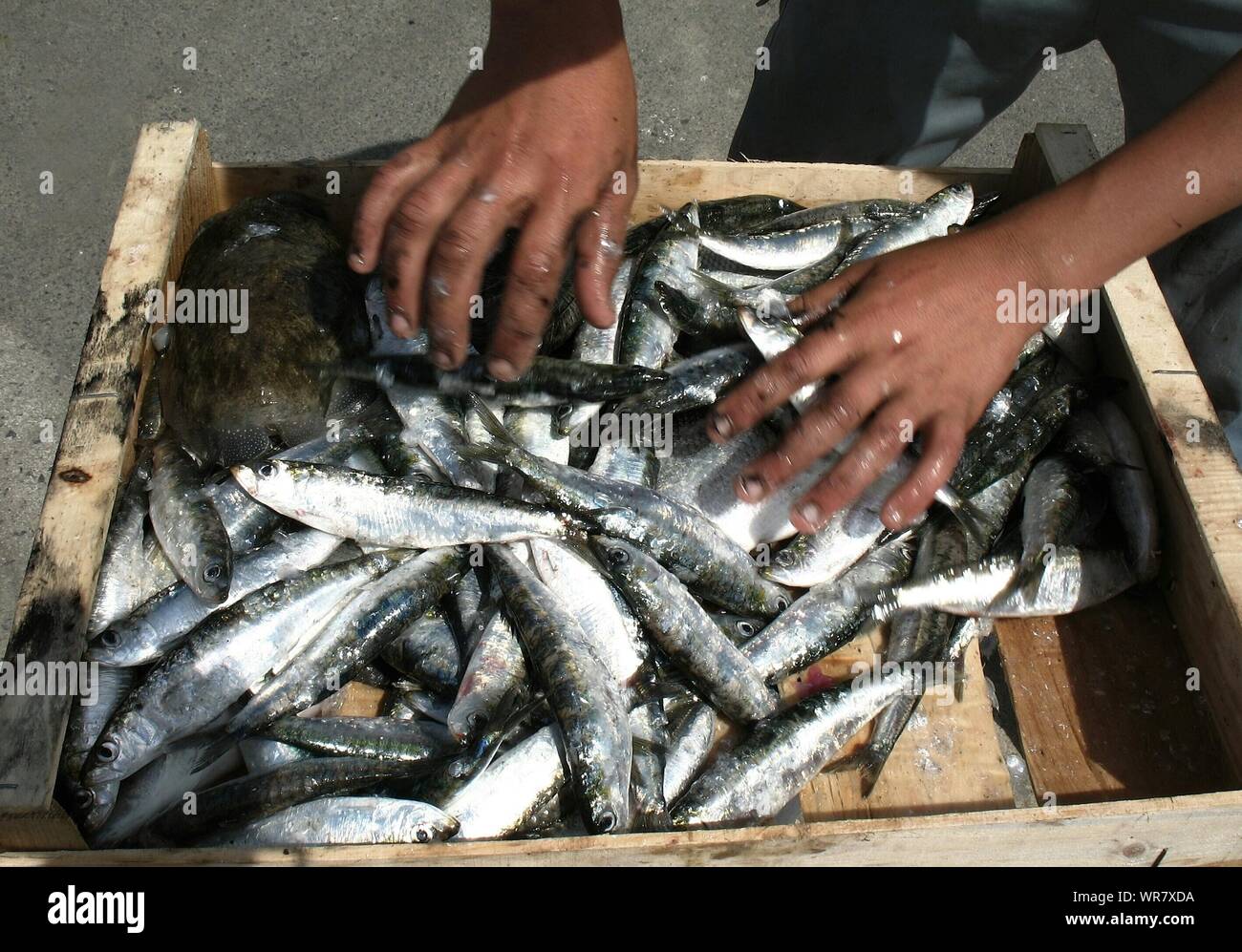 Crate sardines Banque de photographies et d'images à haute résolution -  Alamy