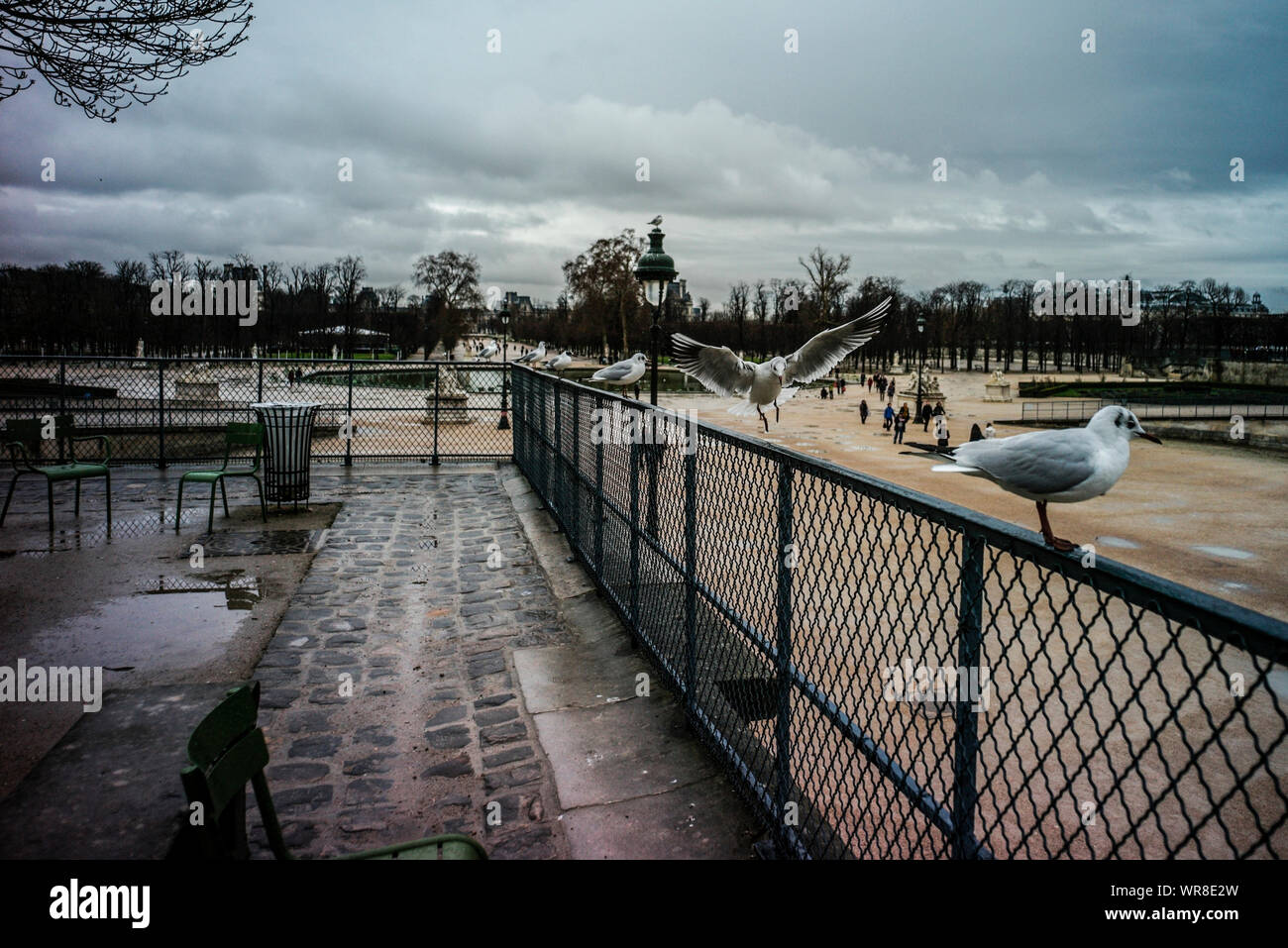 PARIS JARDIN DES TUILERIES EN HIVER - LE JARDIN DES TUILERIES EN HIVER - JARDIN PARIS - PARIS SAISON - OISEAUX DE MER - Paris - PARIS TEMPS NOSTALGIQUE STREET PHOTOGRAPHY © Frédéric Beaumont Banque D'Images