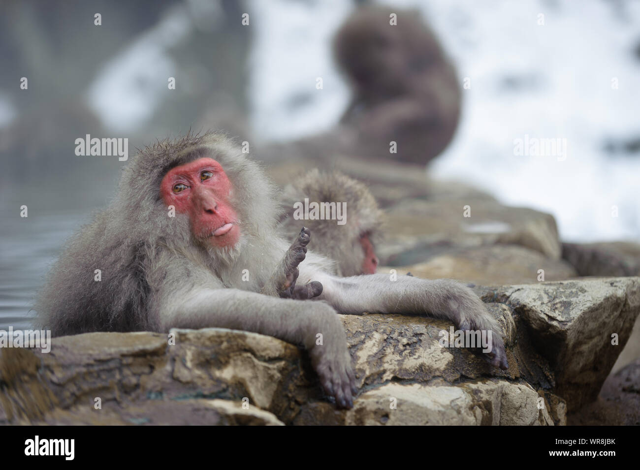 Troupe de macaques japonais socialiser selon leur rang dans la brume, des sources thermales dans les montagnes autour de Yudanaka. Banque D'Images
