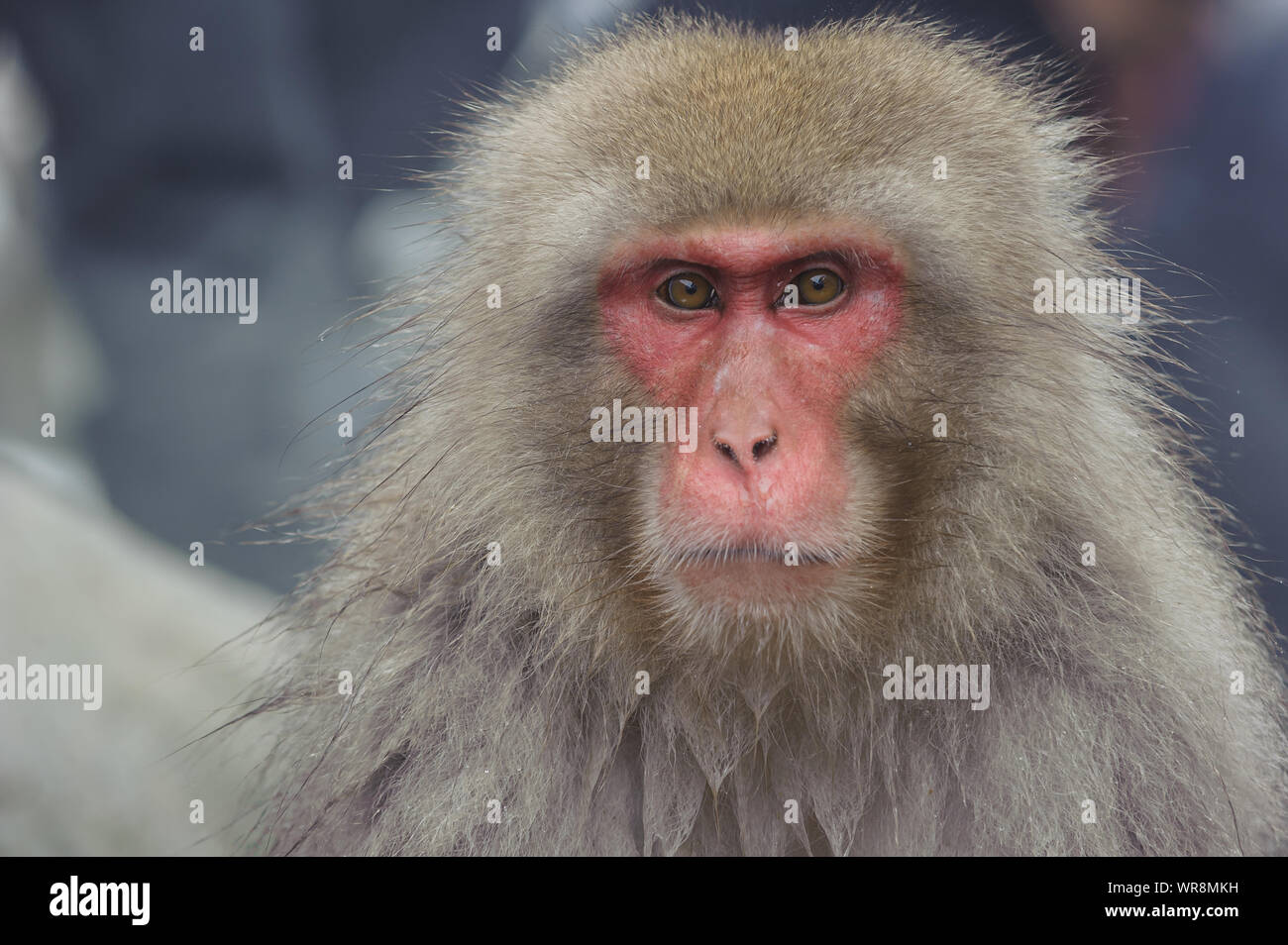 Ségrégation sociale Macaque Banque D'Images