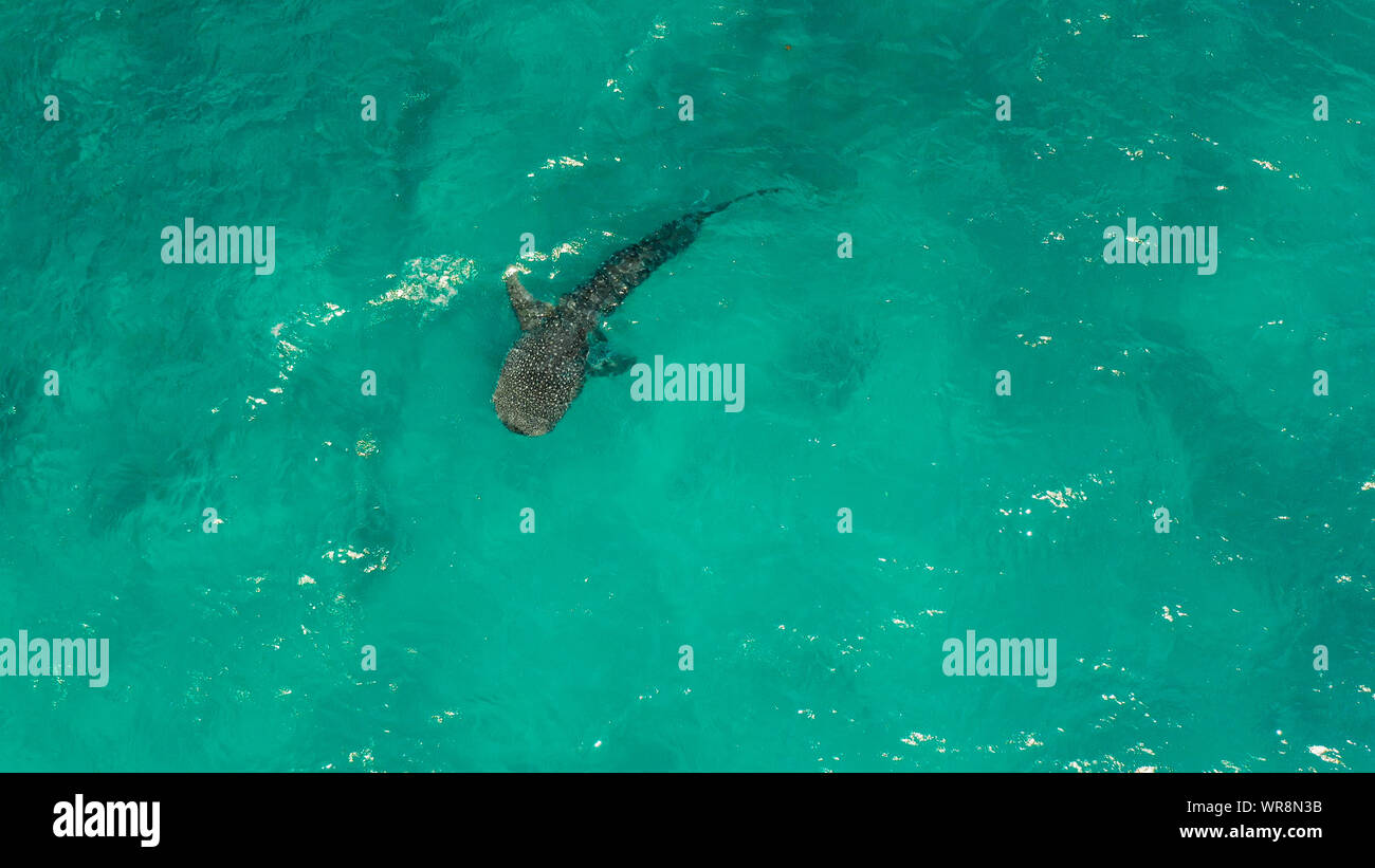 Vue aérienne de requin-baleine nage dans la mer ouverte. Requin-baleine dans la faune sauvage. Philippines, Cebu, d'Oslob. Banque D'Images