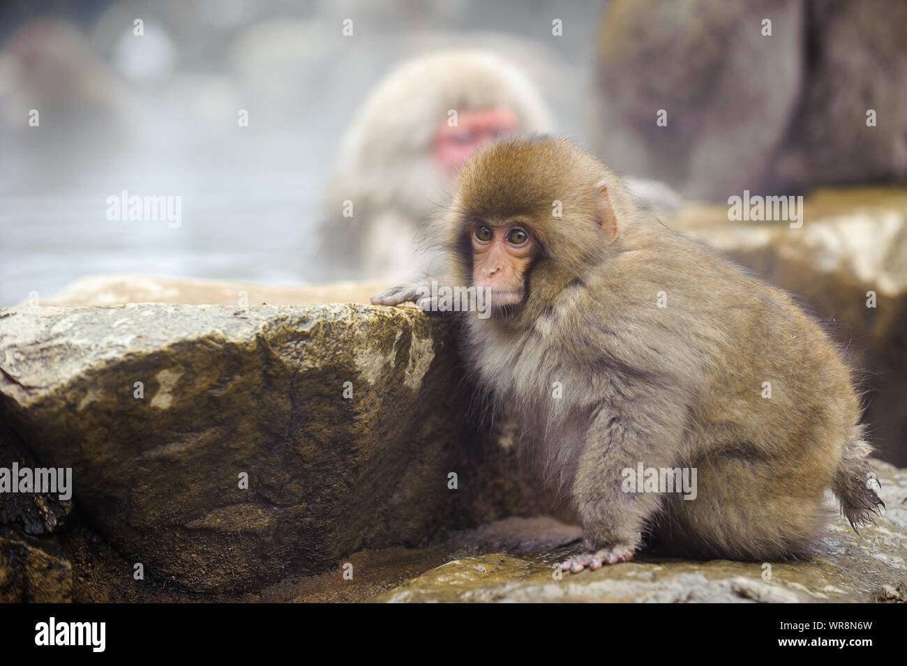 Troupe de macaques japonais socialiser selon leur rang dans la brume, des sources thermales dans les montagnes autour de Yudanaka. Banque D'Images