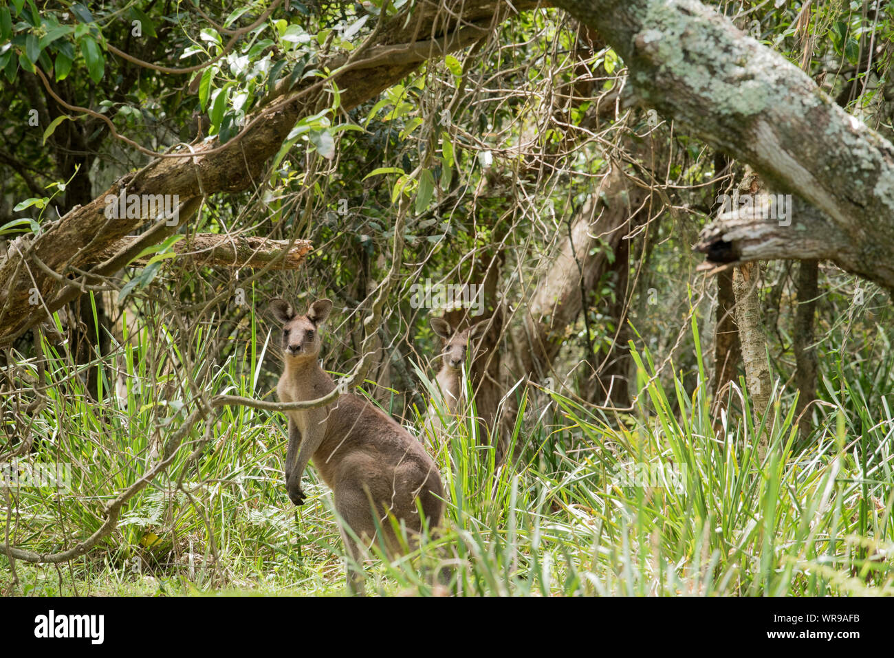 Les kangourous gris de l'Est (Macropus giganteus) le mélange dans l'arrière-plan de broussailles et de forêts sur la côte sud de la Nouvelle-Galles du Sud, Australie Banque D'Images