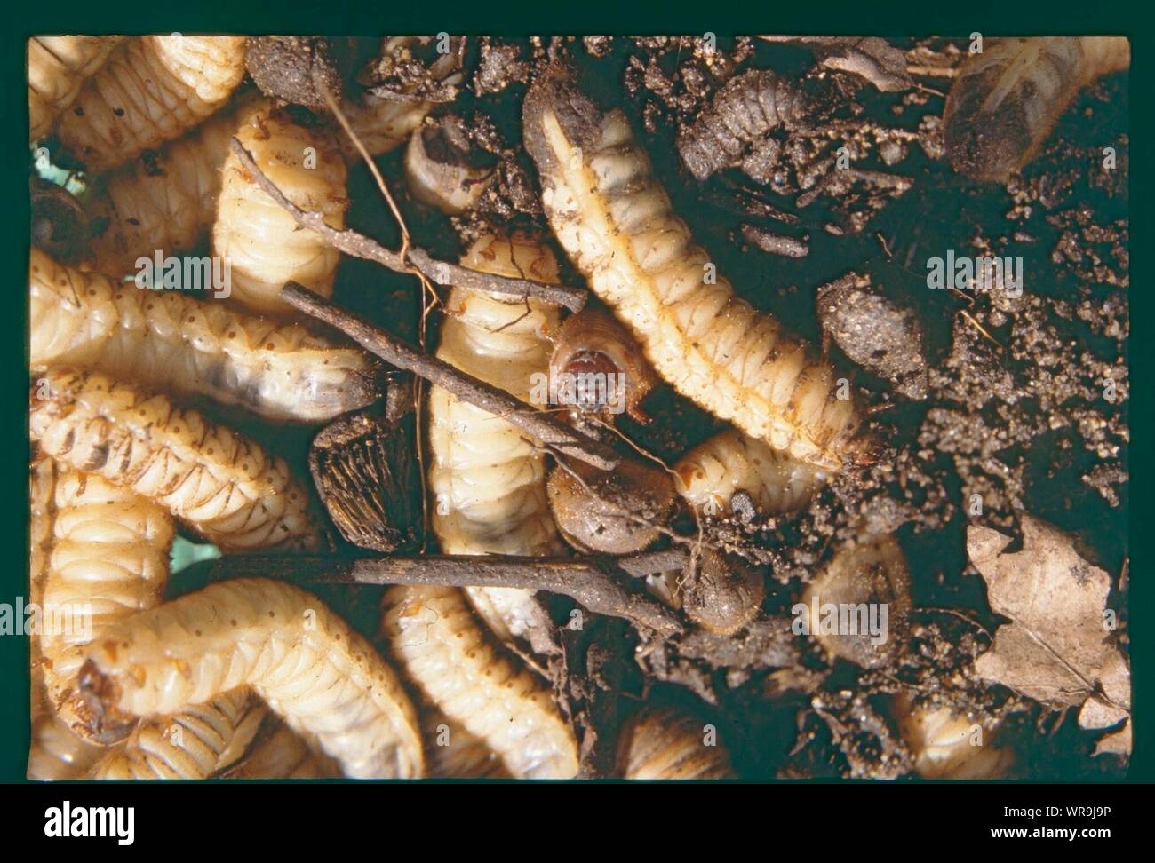 Asticots Banque D Image Et Photos Alamy Asticots Banque D Image Et Photos Alamy