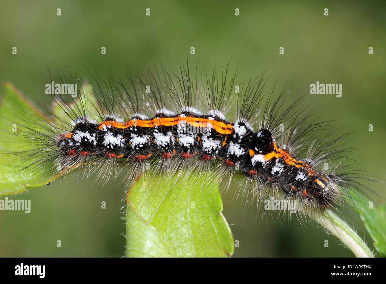 Queue jaune Espèce d'Euproctis similis Caterpillar Banque D'Images