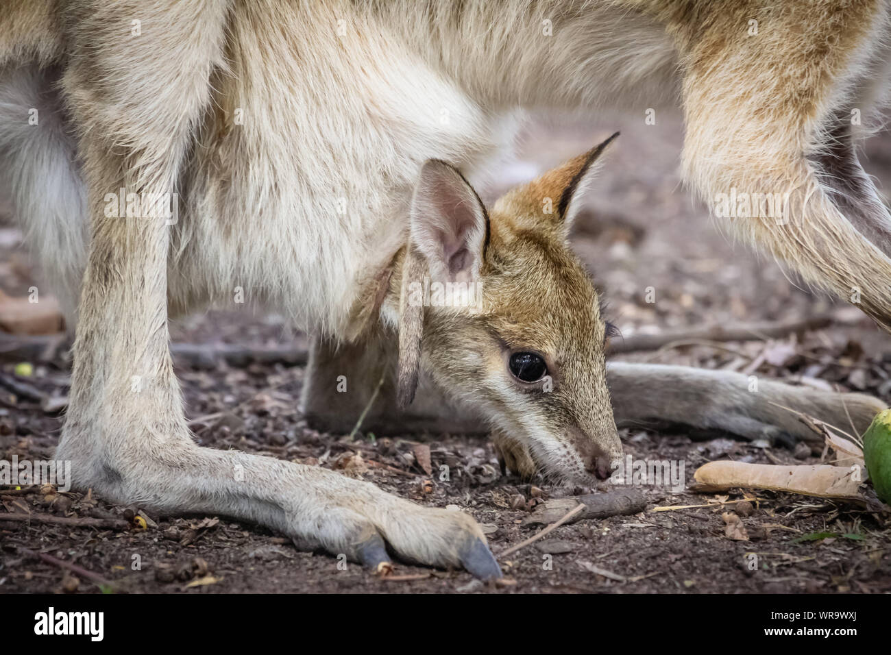 Close up d'un bébé wallaby Agile ou appelé Joey à sortir de sa mère, Territoire du Nord, Australie Banque D'Images