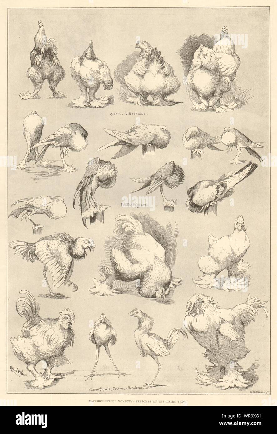 Nature's moments : l'agité dairy show. Pigeons volailles pintade jeu. 1890 Agriculture Banque D'Images