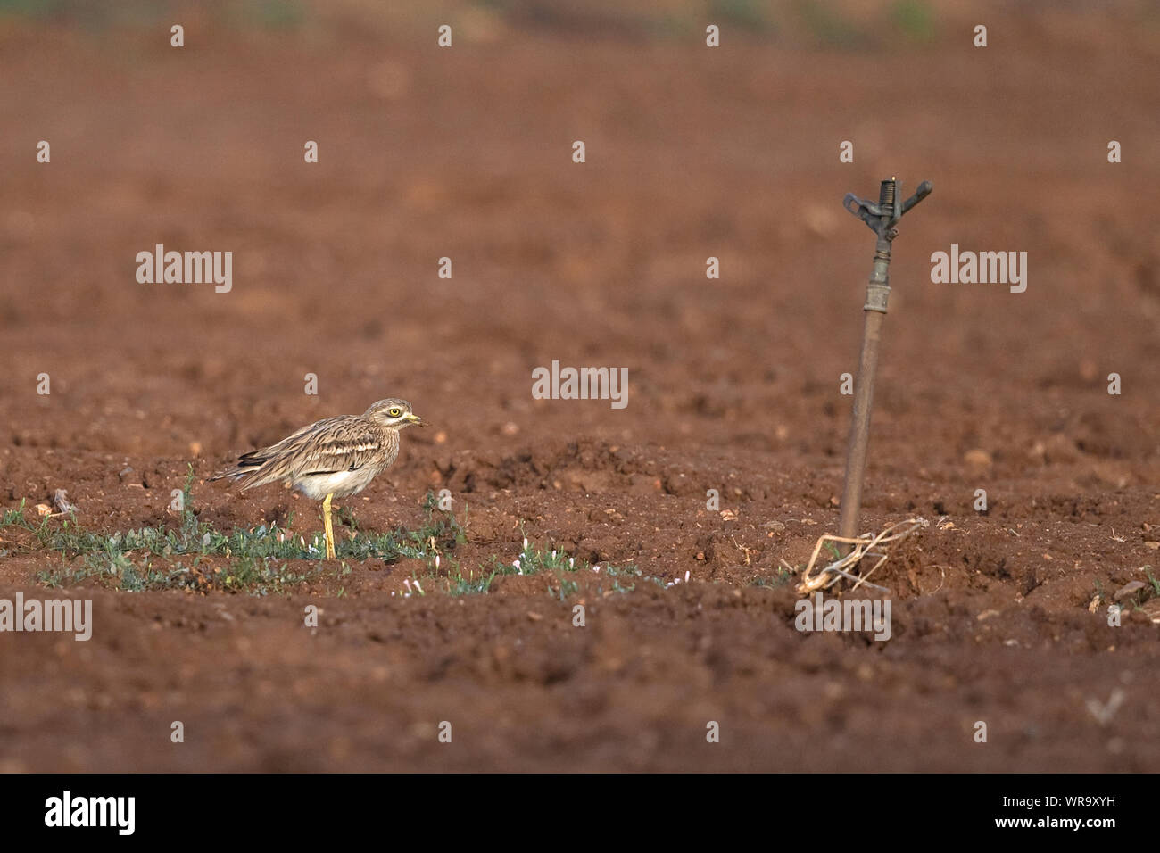 Bruant à gorge blanche (Burhinus bistriatus) Banque D'Images