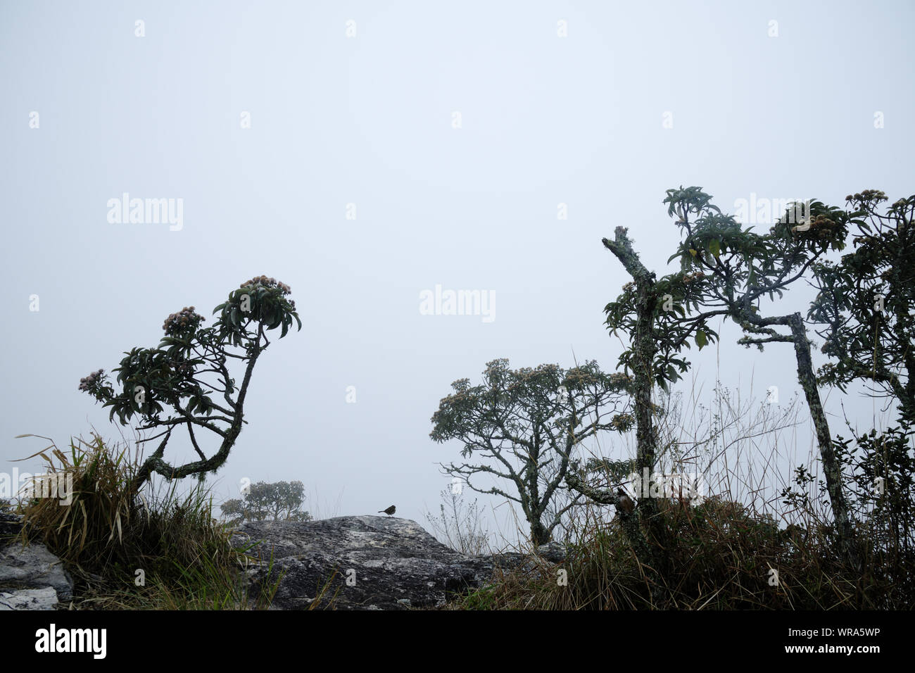 Sur les rochers et arbres ciel brumeux le matin au Brésil. Banque D'Images