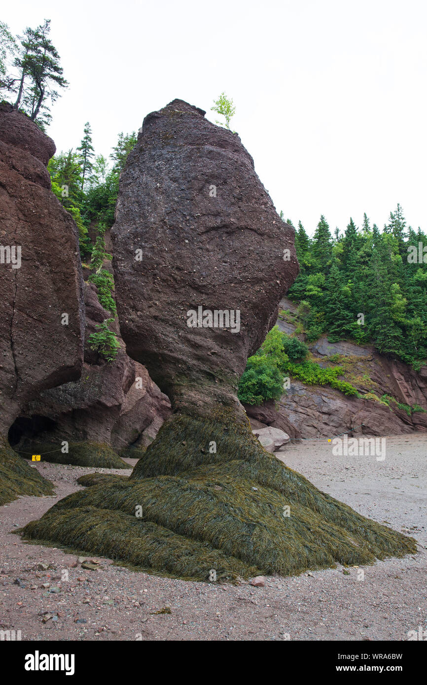 Les rochers et les coraux à marée basse au bord de la baie de Fundy Hopewell Rocks New Brunswick Canada Août 2016 Banque D'Images