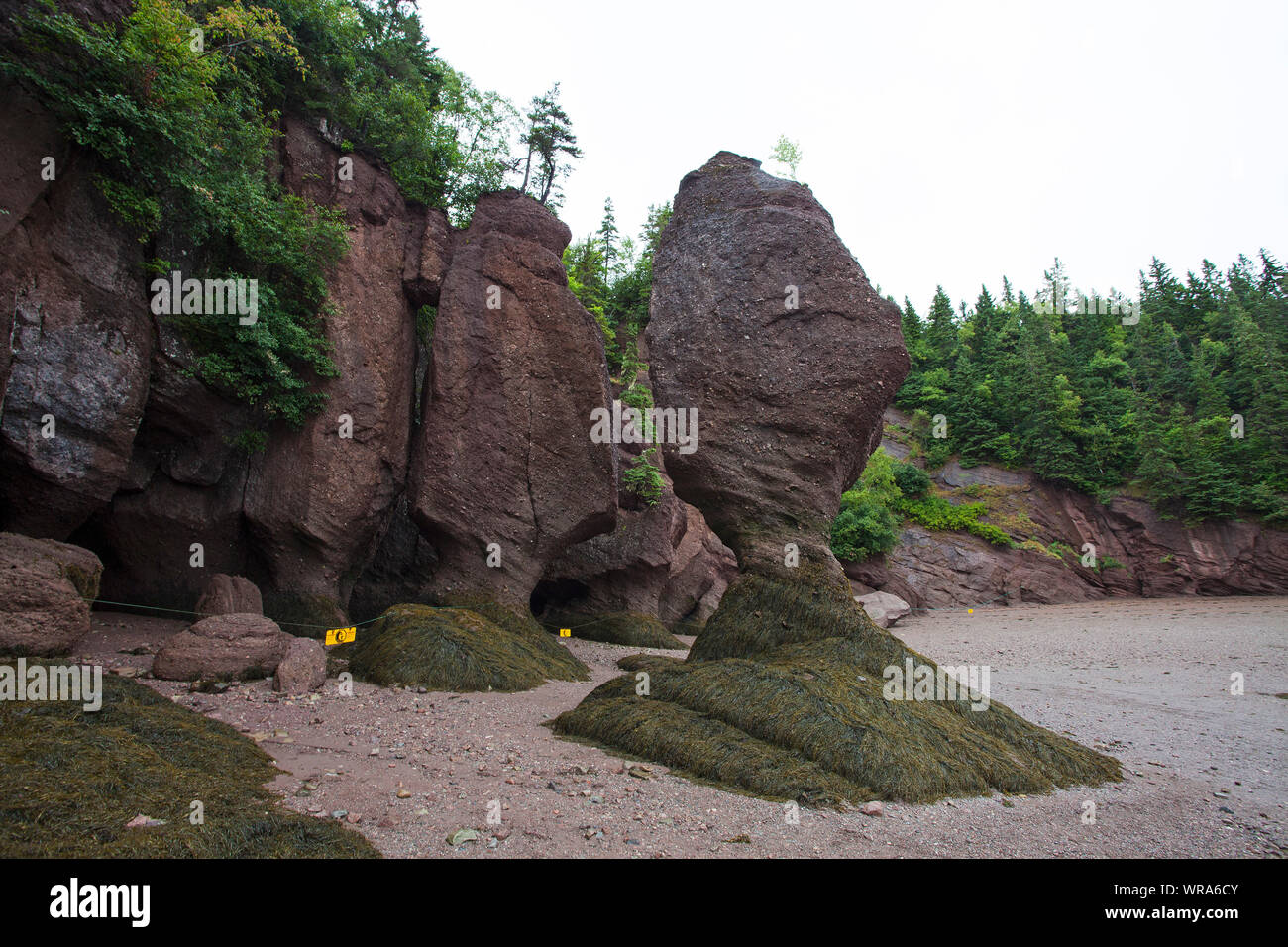 Les rochers et les coraux à marée basse au bord de la baie de Fundy Hopewell Rocks New Brunswick Canada Août 2016 Banque D'Images