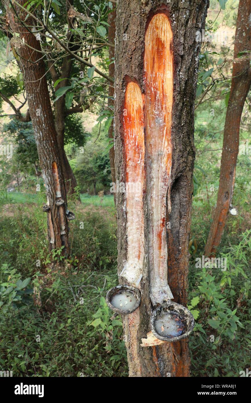 Flux de résine fraîche provenant de l'activité humaine des encoches pour le tronc de l'arbre de noix de coco dans un bol. La manière traditionnelle d'extraction de la sève des pins sur la Java Banque D'Images