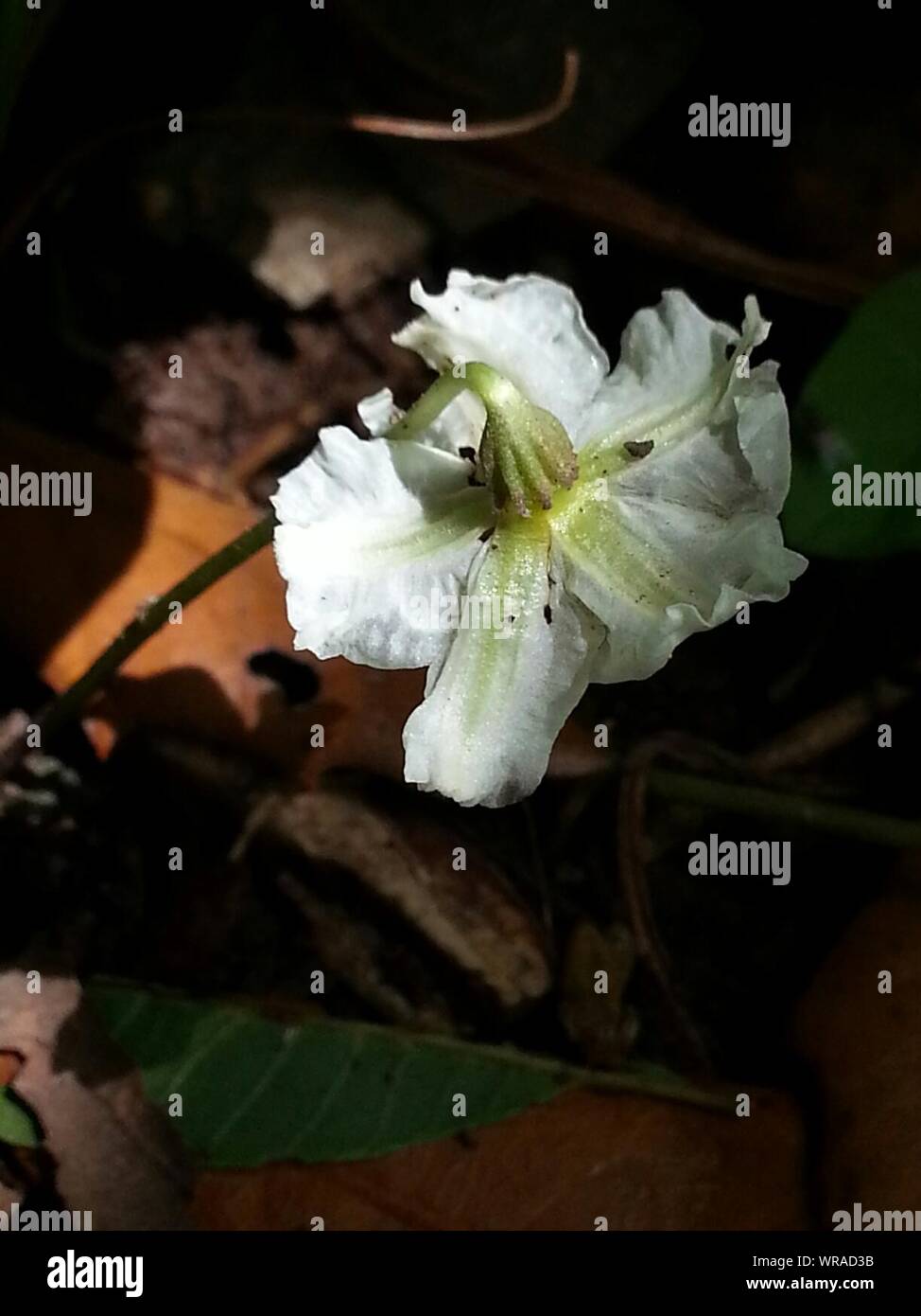 Close-up of White Flower Sepal Banque D'Images