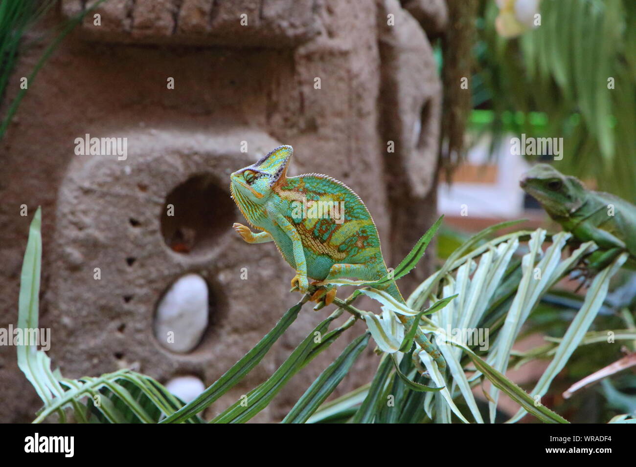 Chameleon voilée vert sur une plante dans un terrarium Banque D'Images