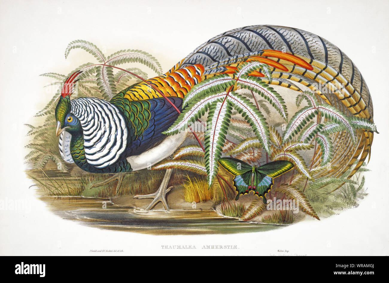 Le Faisan de Lady Amherst (Thaumalea Amherstiae), lithographie de 'Les oiseaux d'Asie' qui a publié dans le 19ème siècle. Sketch par John Gould. Banque D'Images