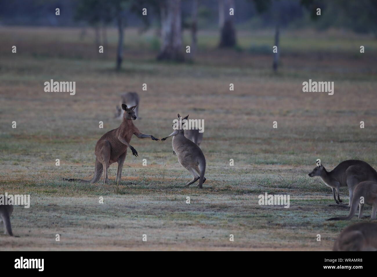 Le kangourou gris (Macropus giganteus) le matin à la prise alimentaire, Queensland, Australie Banque D'Images