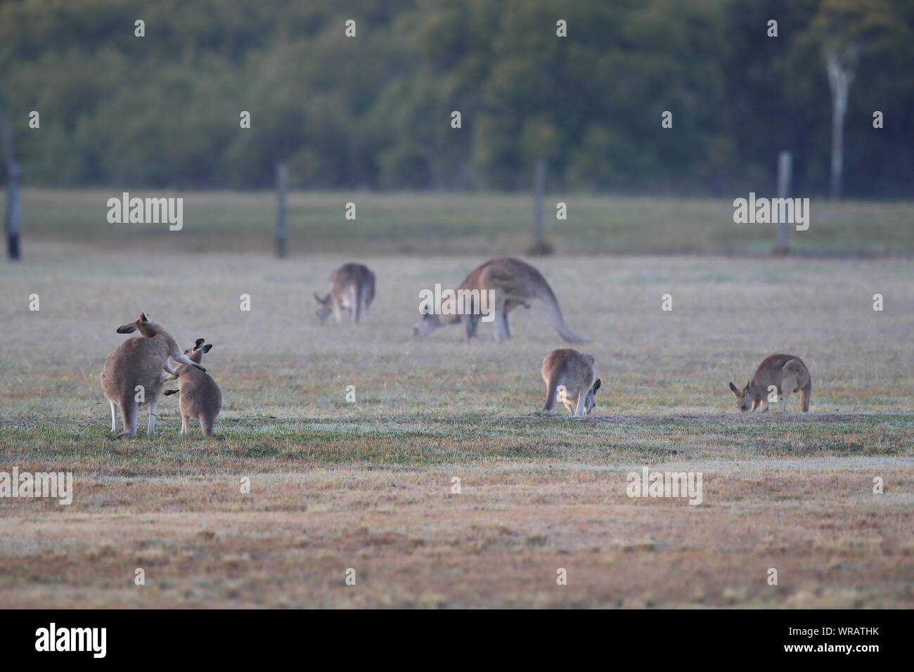 Le kangourou gris (Macropus giganteus) le matin à la prise alimentaire, Queensland, Australie Banque D'Images