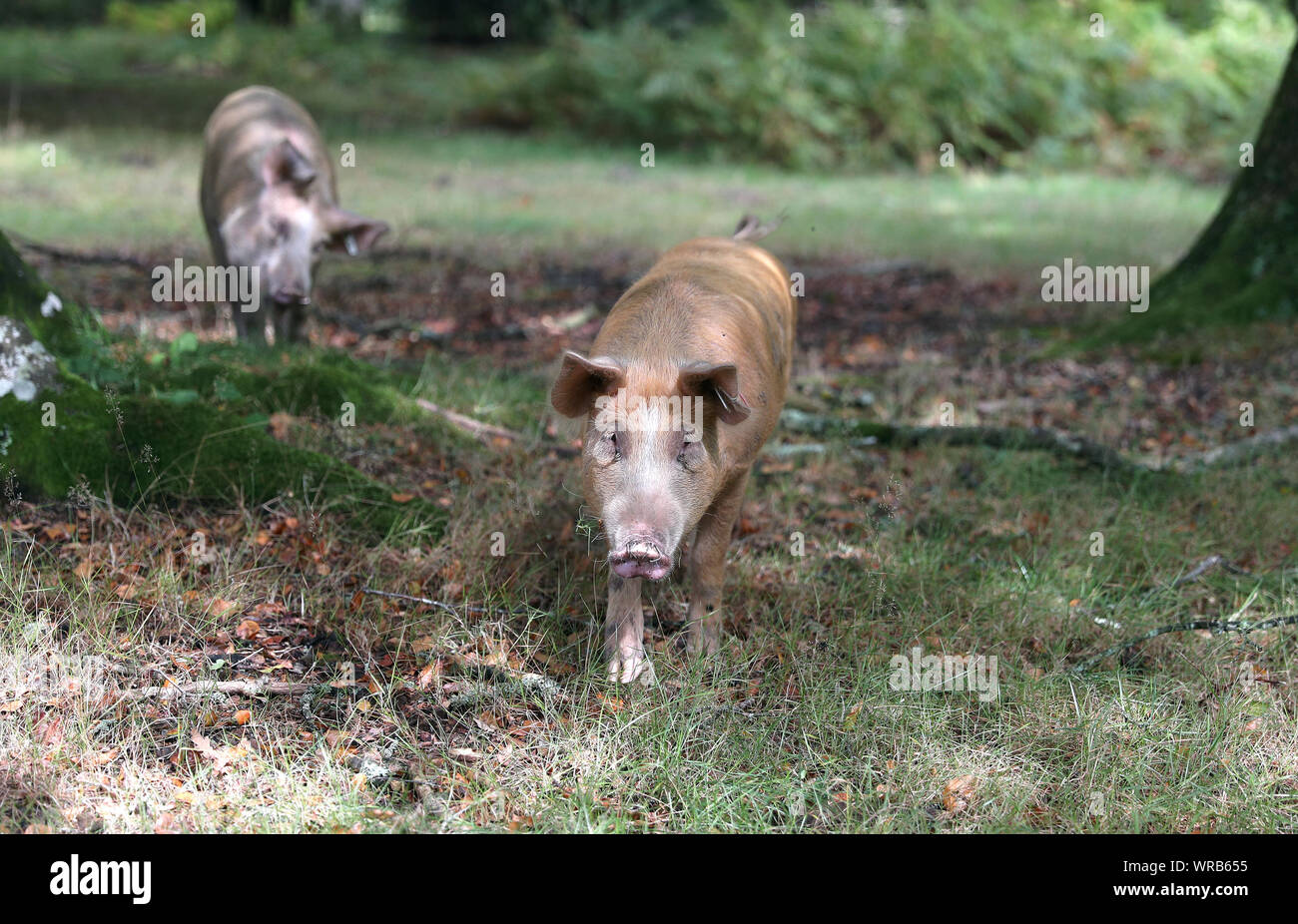 Les porcs domestiques errent dans les bois près de Burley dans le Hampshire, au cours d pannage, ou 'commun' de mât, où les animaux sont admis à se promener dans la forêt, au cours d'une à l'automne à la fête sur les glands tombés, qui, en grandes quantités sont dangereux pour vos poneys et bovins. Banque D'Images