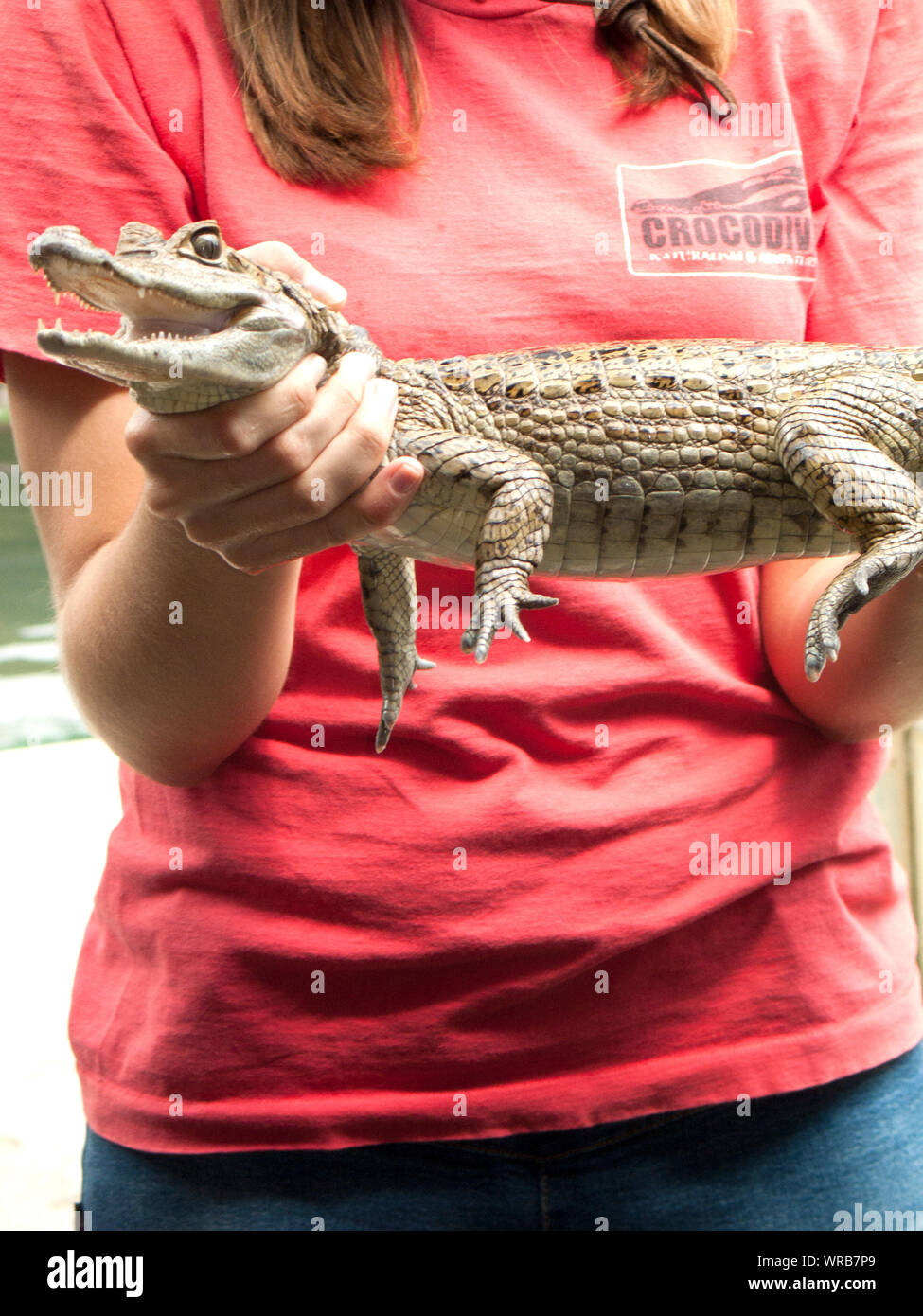 Caracas/Venezuela, mars 2019 : show de reptiles afficher un caïman à lunettes (Caiman crocodilus) un crocodilien de la famille des Alligatoridae Banque D'Images