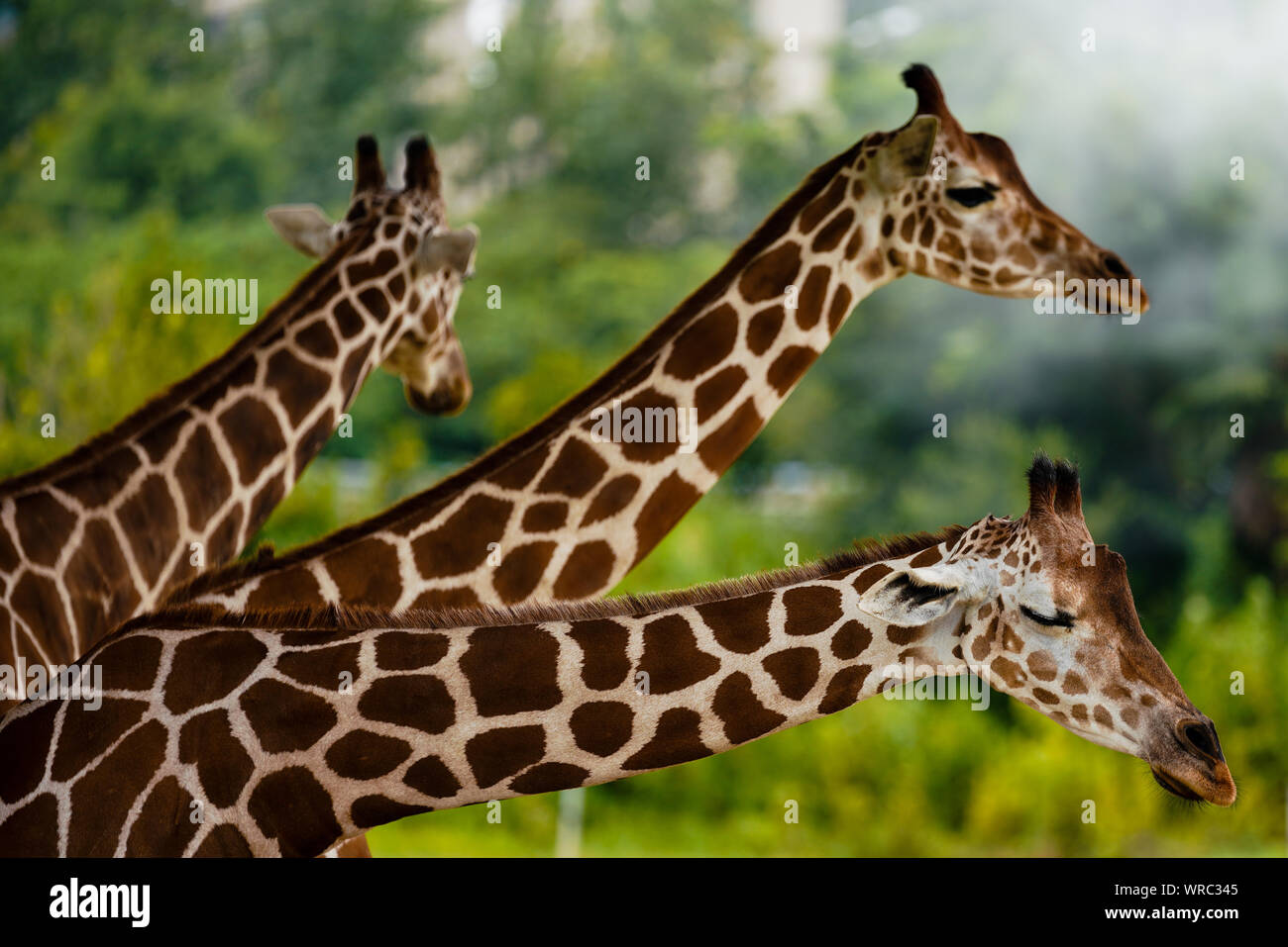 Les Girafes reste dans une tonnelle pour se rafraîchir sur un brûleur à Ningbo Youngor Zoo à Ningbo City, Zhejiang Province de Chine orientale, le 3 août, 2019. Banque D'Images