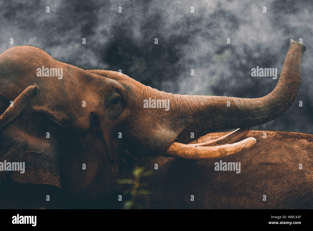 Profitez d'éléphants de l'eau pulvérisée pour rafraîchir par une scorcher à Ningbo Youngor Zoo à Ningbo City, Zhejiang Province de Chine orientale, le 3 août, 2019. Banque D'Images