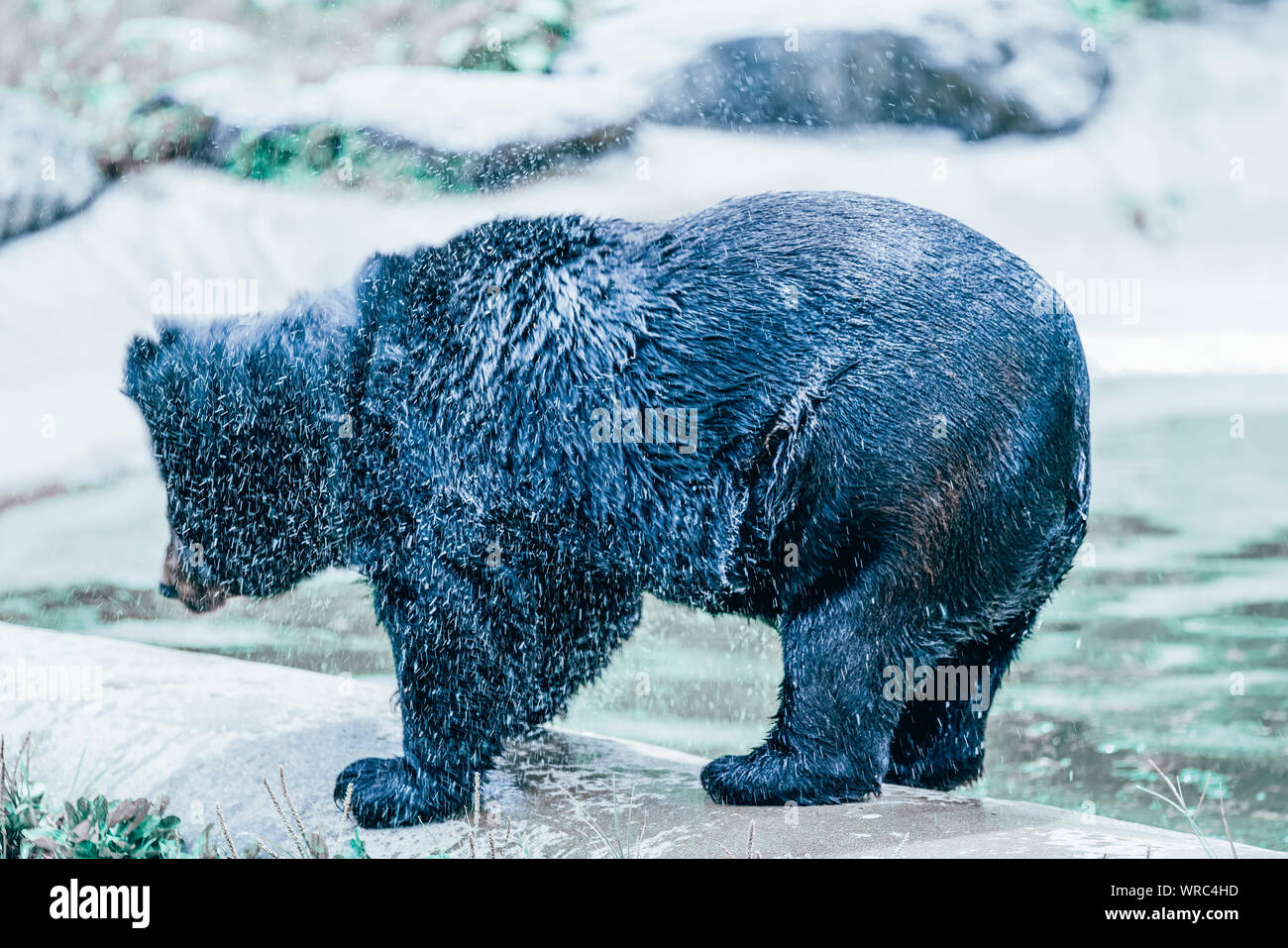 Un ours noir les épaules de l'eau après le bain dans la piscine pour vous rafraîchir sur une scorcher à Ningbo Youngor Zoo à Ningbo City, Zhejiang Province de Chine orientale Banque D'Images