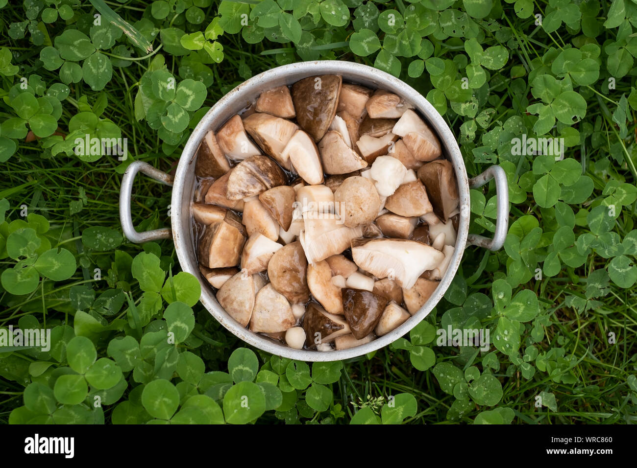 Délicieux cru boletus edulis mushrooms in pan on Green grass Banque D'Images