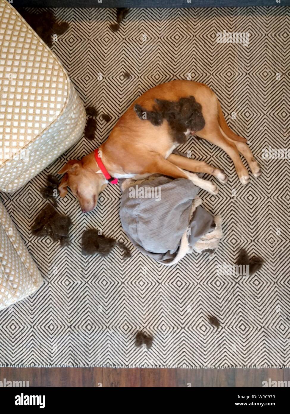 Portrait de chien dormir sur un tapis à la maison Photo Stock - Alamy