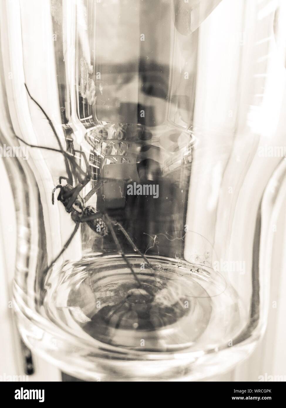 Verre coincé à l'intérieur de l'araignée Photo Stock - Alamy