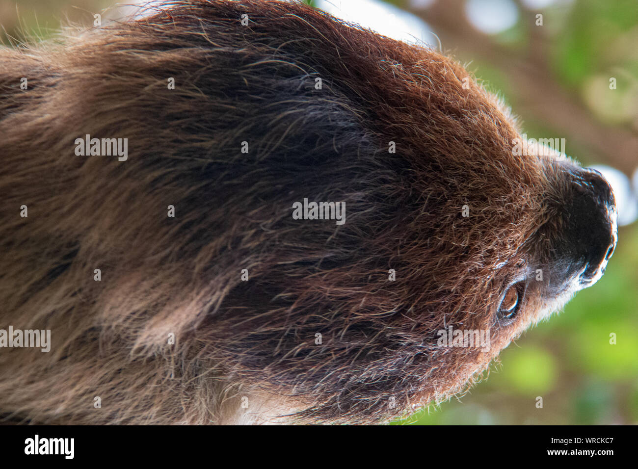 Vue rapprochée de la tête d'un à deux doigts de Linné sloth (Choloepus didactylus) tête en bas dans un arbre Banque D'Images